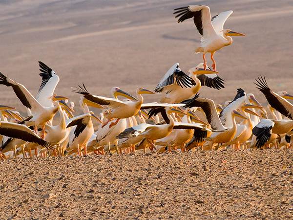 bird_0000_White Pelican 1 (Percentage)