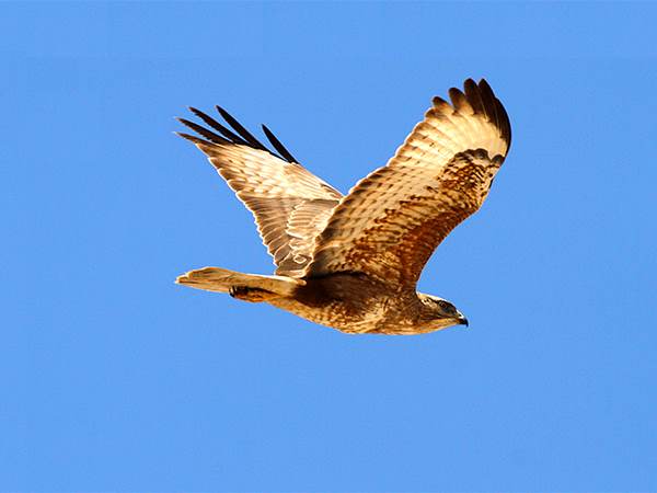 bird_0001_Steppe Buzzard 1 (Percentage)