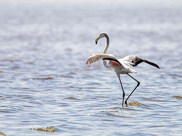 bird_0002_Flamingo - Lake Qarun - shutterstock_1958508586 (Percentage)