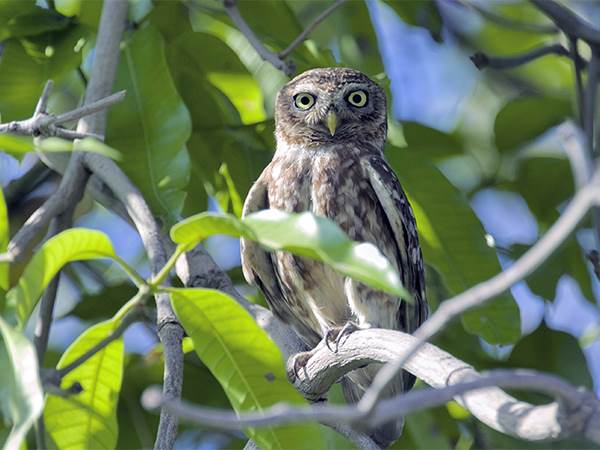 bird_0003_Freshwater Ecosystem - Little Owl - El Fayoum - shutterstock_1257282937 (Percentage)