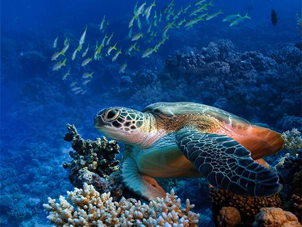 eco-diving_0000_Green Turtle - shutterstock_89290870 (Percentage)