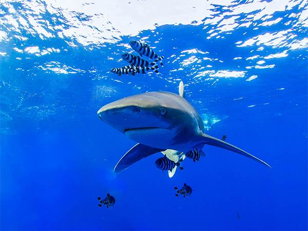 eco-diving_0001_Oceanic Whitetip Sharks - shutterstock_1047274501 (Percentage)