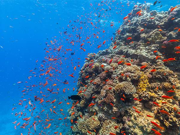 eco-diving_0002_Coral reef with fish in Red Sea - shutterstock_307343330 (Percentage)