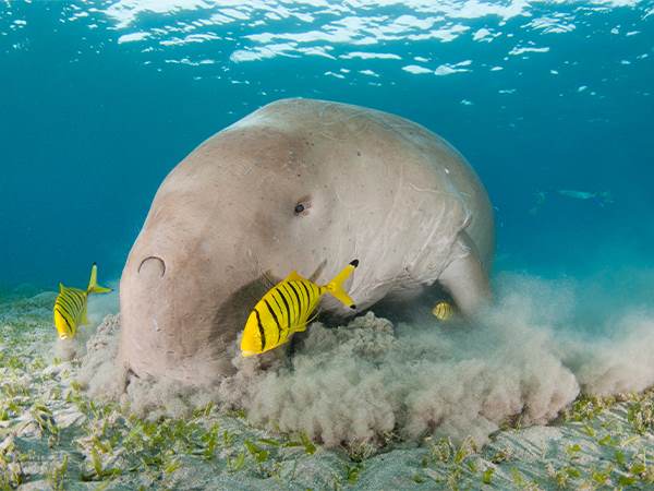 eco-diving_0003_Dugong Eating Seagrass - Red Sea -shutterstock_1686199333 (Percentage)